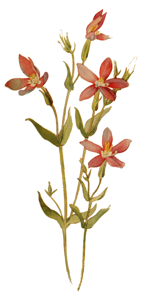 planta ilustrada del siglo xvii