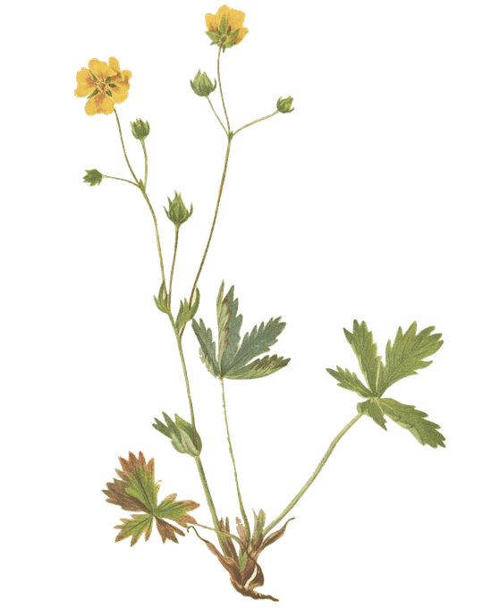 planta ilustrada del siglo xvii